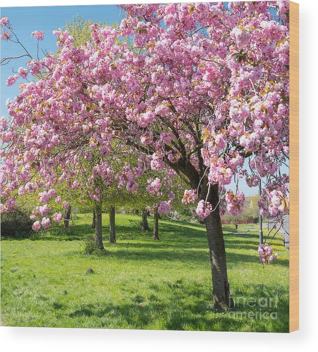 Color Wood Print featuring the photograph Cherry blossom tree #2 by Colin Rayner