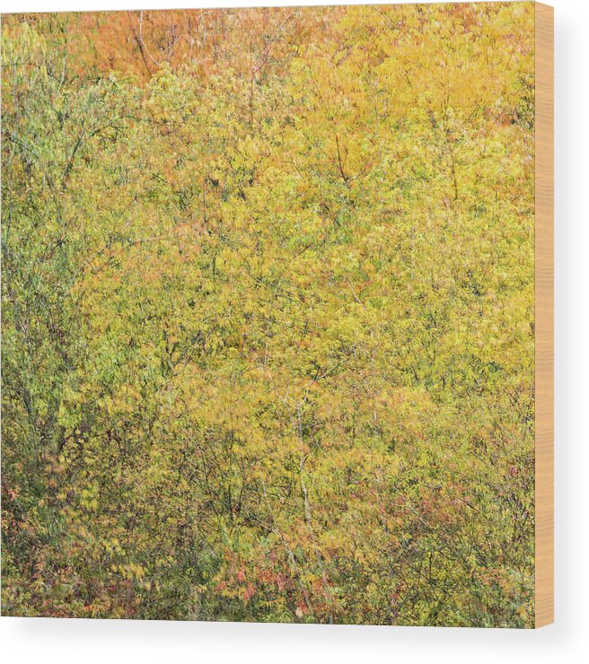 Fall Wood Print featuring the photograph Fall Colors - Abstract #3 by Shankar Adiseshan