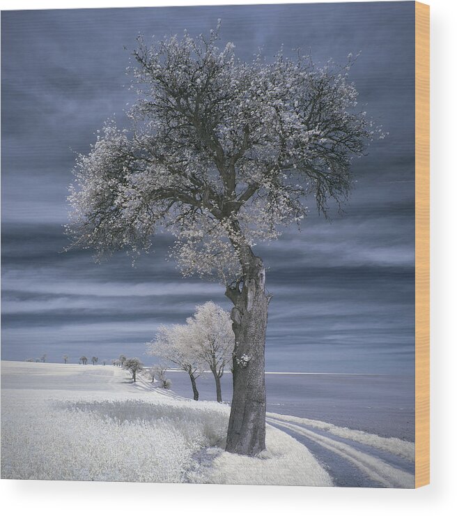 Ir Wood Print featuring the photograph Irenkowo #2 by Piotr Krol (bax)