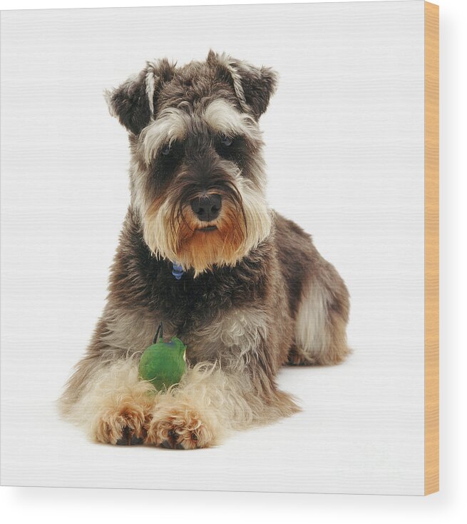Dog Wood Print featuring the photograph Miniature Schnauzer #2 by Jane Burton