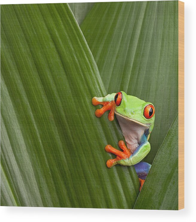 Agalychnis Wood Print featuring the photograph Red Eyed Tree Frog #2 by Dirk Ercken