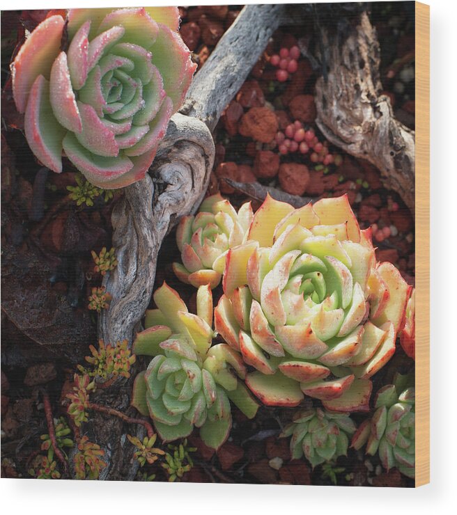 Succulent Wood Print featuring the photograph Succulents #2 by Catherine Lau