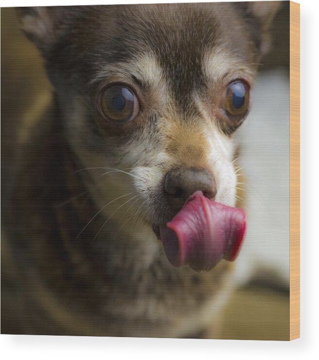 Love Wood Print featuring the photograph The Dog Tongue Is Speaking. Listen #2 by David Haskett II