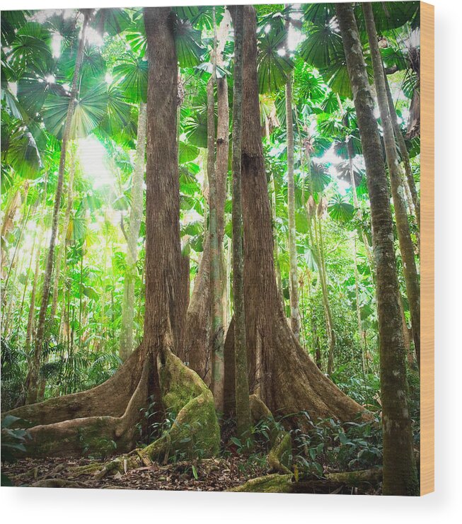 Australia Wood Print featuring the photograph Gigantic Trees In Fan Palm Forest #3 by Dirk Ercken