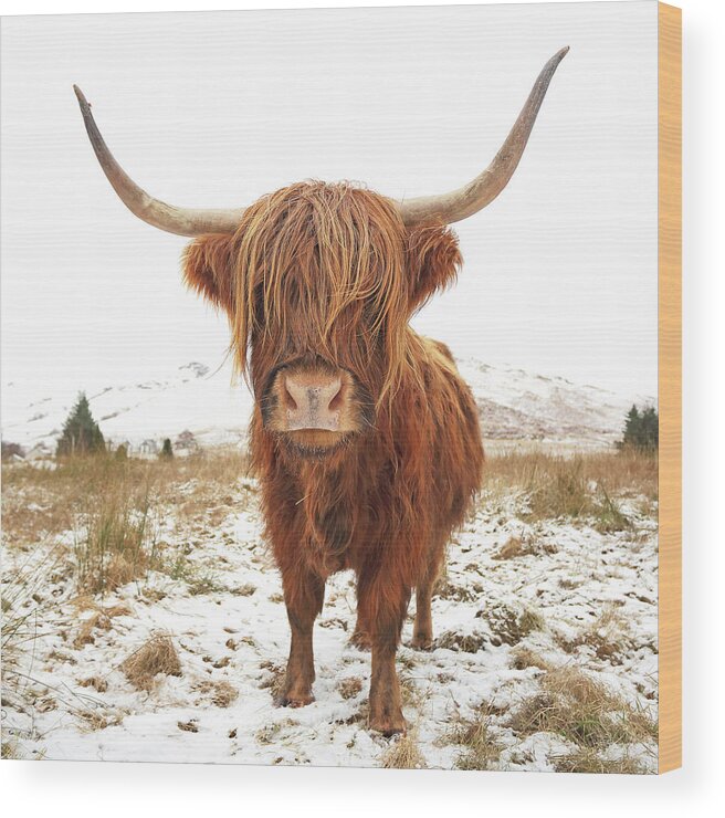 Highland Cattle Wood Print featuring the photograph Highland Cow #3 by Grant Glendinning