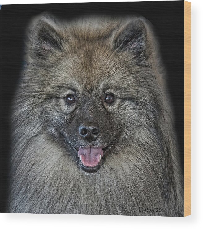 Keeshond Wood Print featuring the photograph Keeshond #3 by Larry Linton