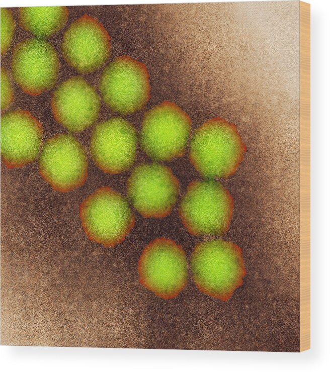 Poliovirus Wood Print featuring the photograph Poliovirus Particles, Tem #3 by Nibsc