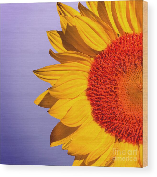 Sunflowers Wood Print featuring the photograph Sunflowers Floral Pattern by Mark Ashkenazi