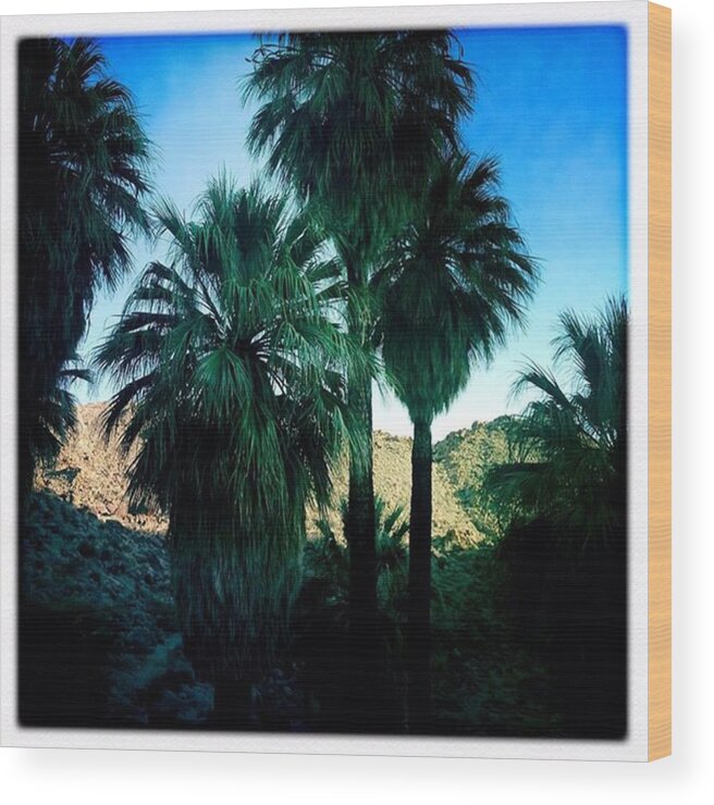 Picture Wood Print featuring the photograph 49 Palms Oasis. Have You Ever Been To by Alex Snay