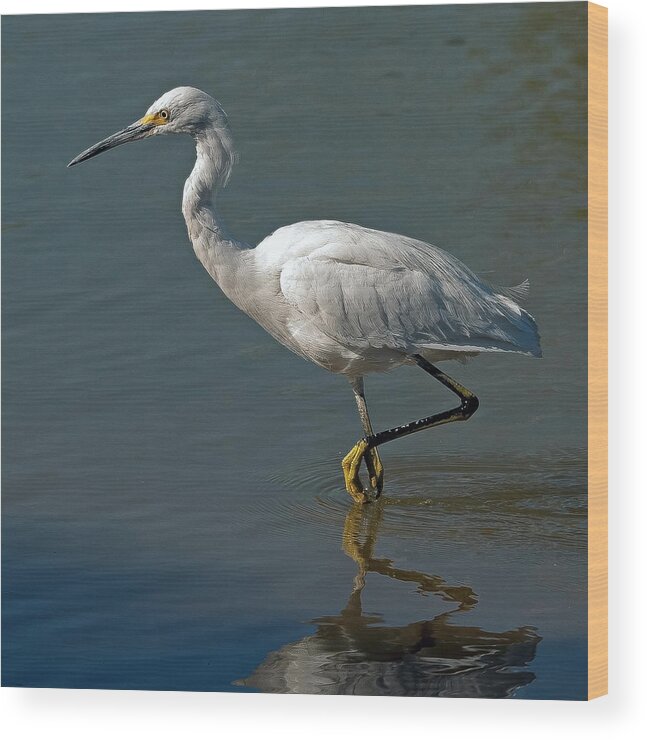 Snowy Egret Wood Print featuring the photograph Snowy Egret #5 by Tam Ryan
