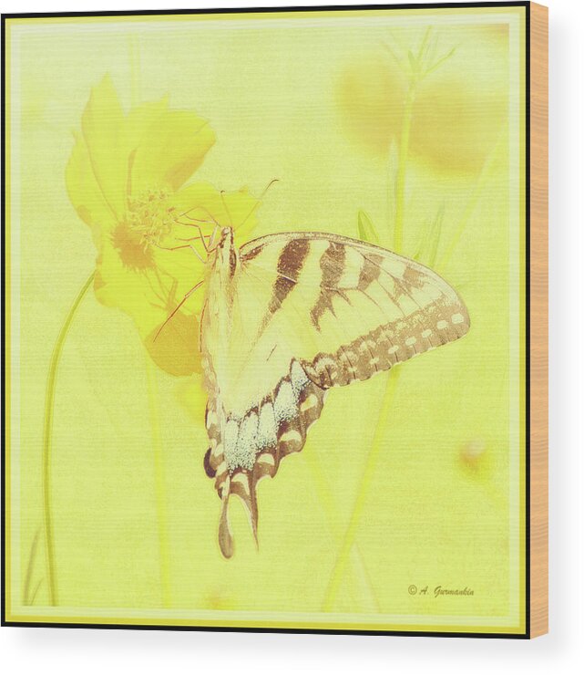 Papilio Glaucus Wood Print featuring the digital art Tiger Swallowtail Butterfly on Cosmos Flower #6 by A Macarthur Gurmankin