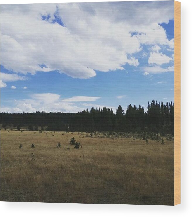 Montana Wood Print featuring the photograph Blue sky meets golden grass by Jonathan Stoops