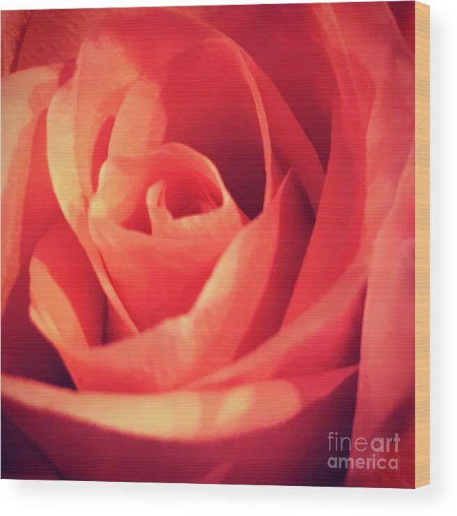 Rose Wood Print featuring the photograph Rose by Deena Withycombe