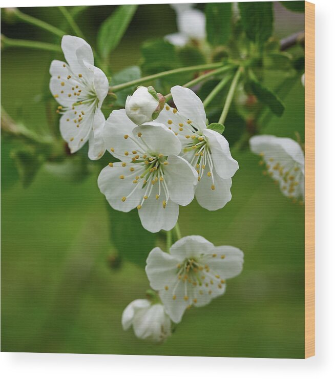 Finland Wood Print featuring the photograph Cherry flowers #8 by Jouko Lehto