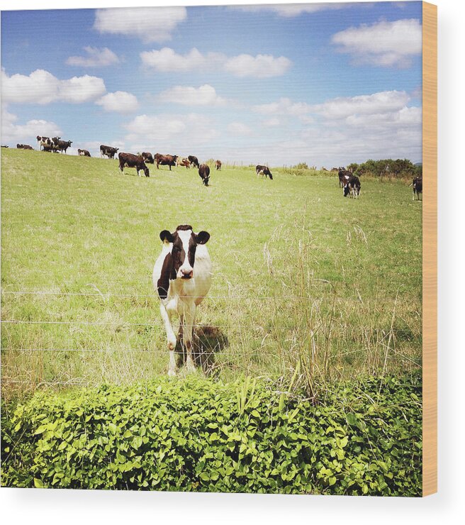 Agricultural Wood Print featuring the photograph Dairy cows #9 by Les Cunliffe