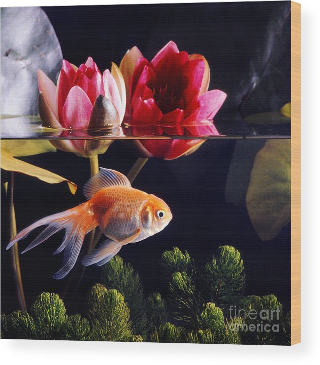 Animal Wood Print featuring the photograph Goldfish #9 by Jane Burton
