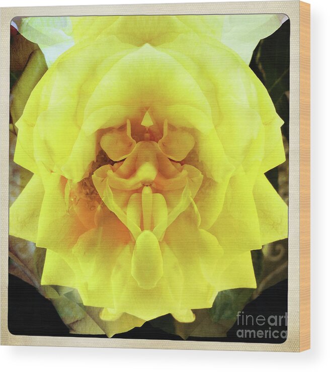 Flower Wood Print featuring the photograph A Face in the Flower by Xine Segalas