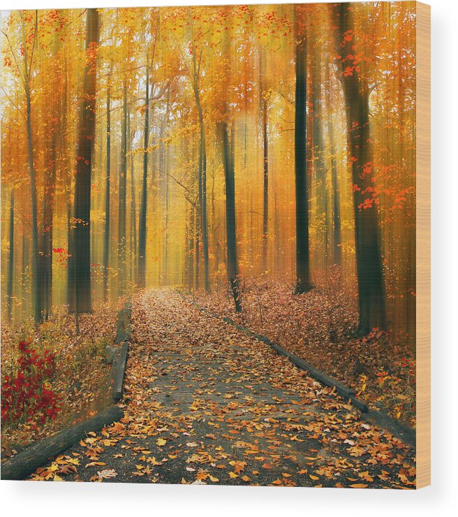 Autumn Wood Print featuring the photograph A Golden Passage by Jessica Jenney