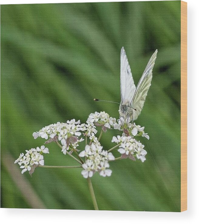 Insectsofinstagram Wood Print featuring the photograph A Green-veined White (pieris Napi) by John Edwards