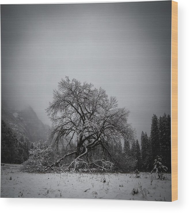 Tree Wood Print featuring the photograph A magic tree by Lora Lee Chapman