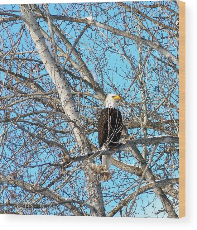 #amajesticbaldeagle Wood Print featuring the photograph A Majestic Bald Eagle by Will Borden