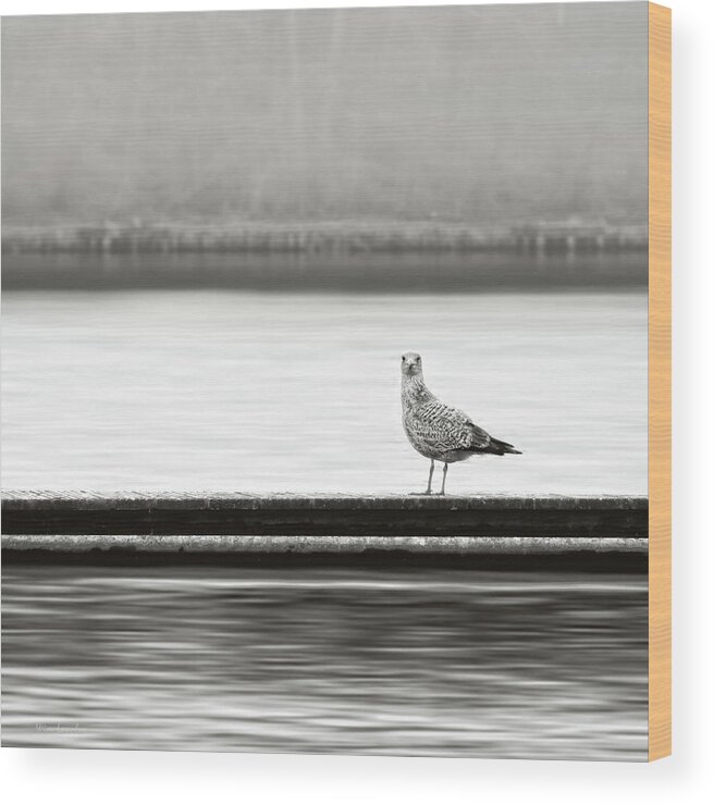 Gull Wood Print featuring the photograph A Moment in Time by Wim Lanclus