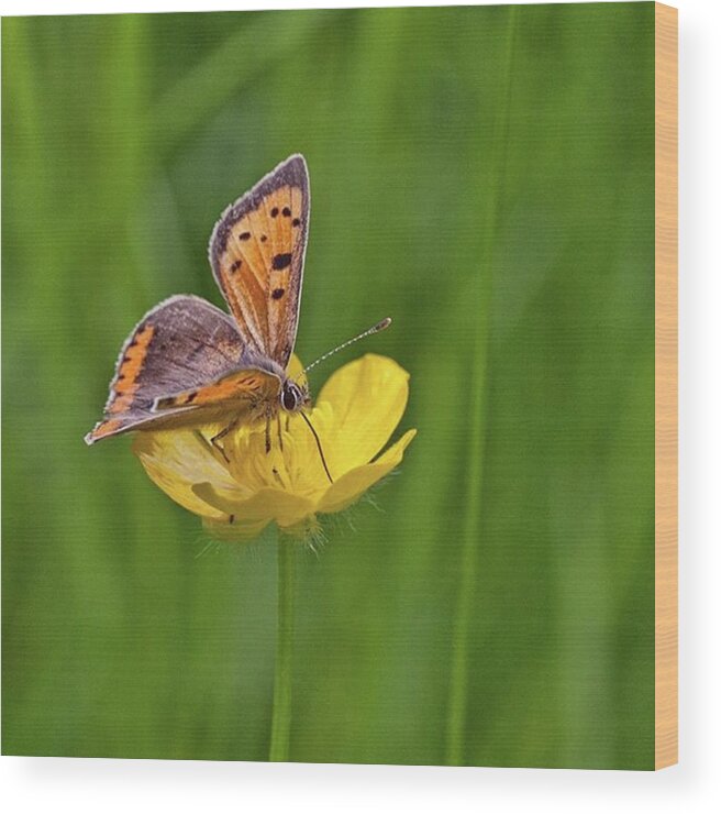 Insect Wood Print featuring the photograph A Small Copper Butterfly (lycaena by John Edwards