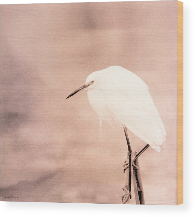 Bird Wood Print featuring the photograph A Snowy Egret in Pink by John Harmon