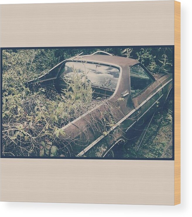 And Wood Print featuring the photograph Abandoned Car And A Brand New Plant by Peggy Hoefner