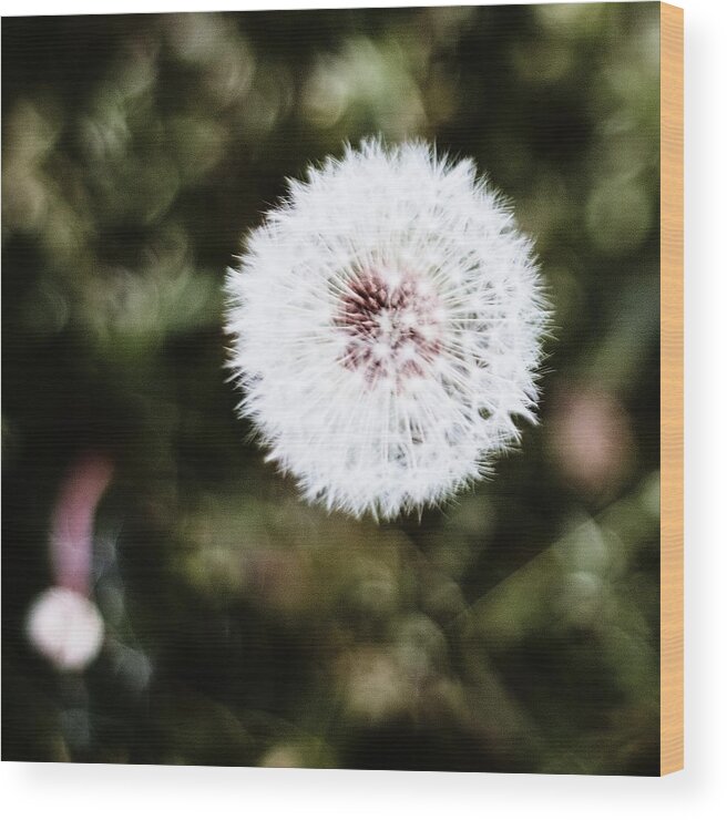 Seedhead Wood Print featuring the photograph Abstract Seedhead - April 2014 by Desmond Manny