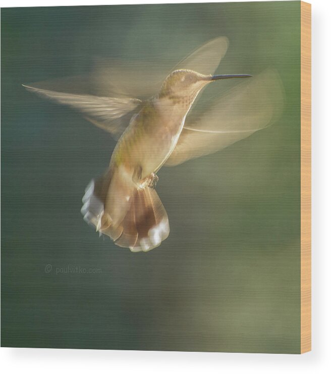 Hummingbirds Wood Print featuring the photograph Aerial Dancing.... by Paul Vitko