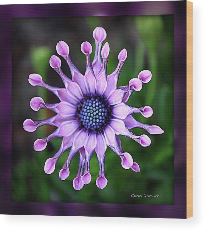 Flower Wood Print featuring the photograph African Daisy - HDR by Carol Groenen