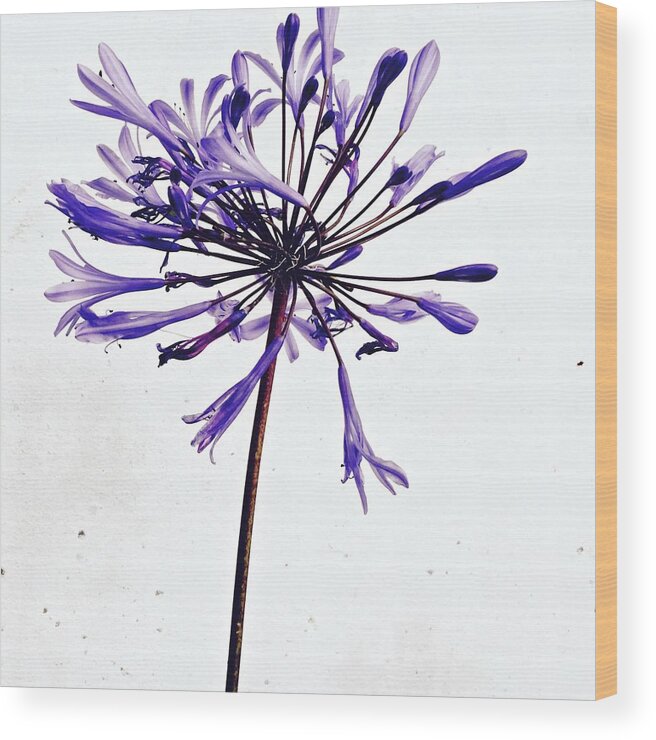 Flower Wood Print featuring the photograph Agapanthus 2 by Julie Gebhardt