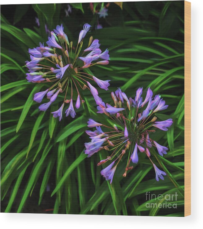 Agapanthus Wood Print featuring the photograph Agapanthus by Philip Preston