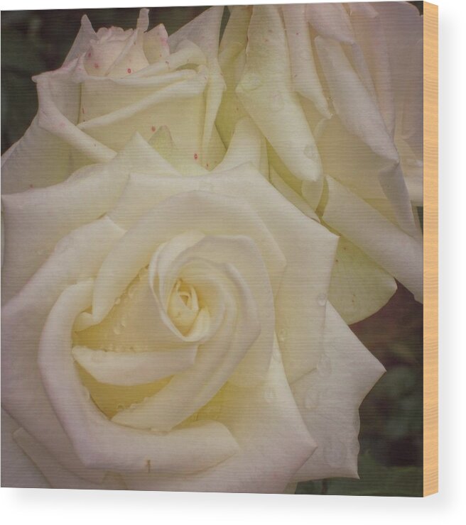 Alabaster Wood Print featuring the photograph Alabaster Roses by JAMART Photography