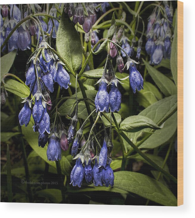 Wildflower Wood Print featuring the photograph Alaskan Bluebell by Fred Denner