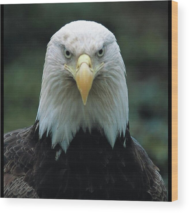 Eagle Wood Print featuring the photograph Alaskan Eagle by Quwatha Valentine