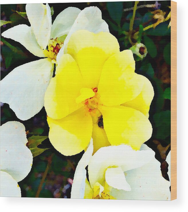 Nature Flower Beauty Of Nature White And Yellow Flowers All Prints And Sizes Visit My Mixed Media Flowers And Plants Gallery Wood Print featuring the photograph All About Me by Gayle Price Thomas