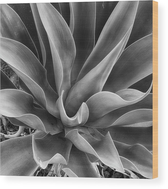 Aloe Vera Wood Print featuring the photograph Aloe Vera by Hugh Smith