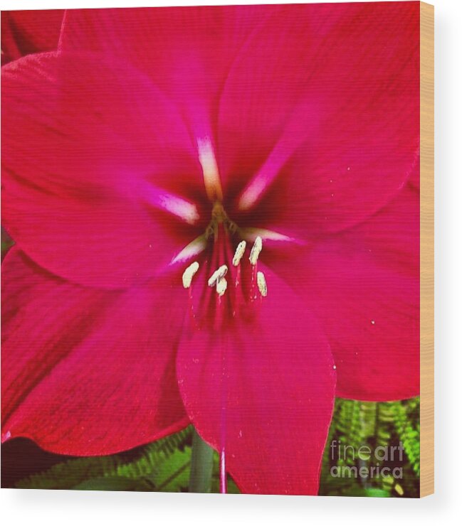 Flower Wood Print featuring the photograph Amaryllis Detail by Denise Railey