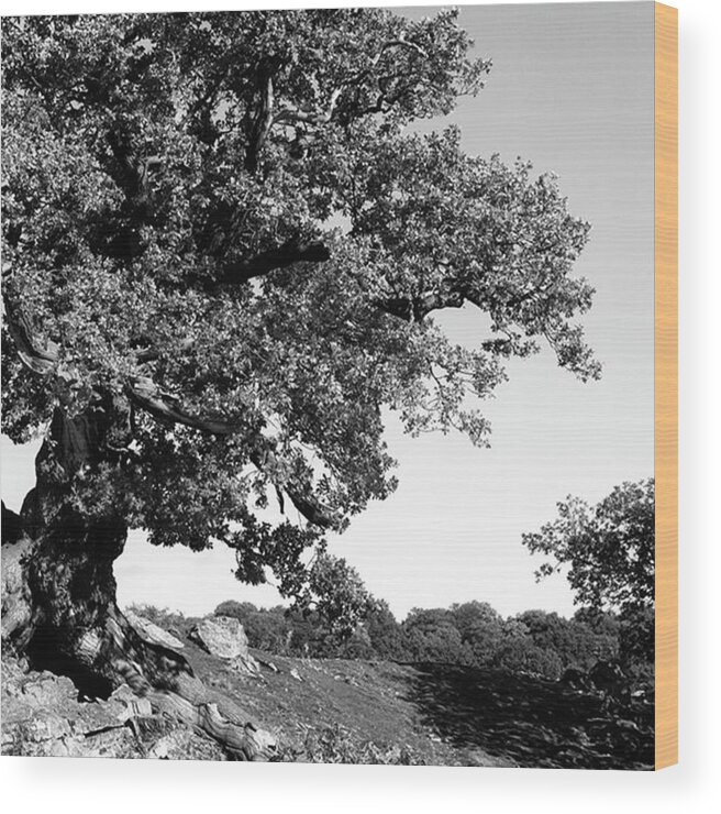 Woodland Wood Print featuring the photograph Ancient Oak, Bradgate Park by John Edwards