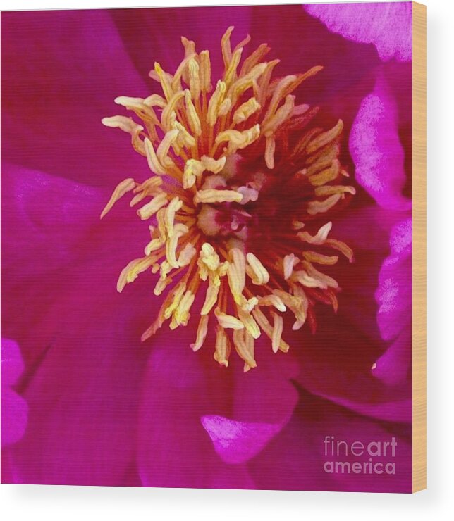 Beauty Wood Print featuring the photograph Anemone by Denise Railey