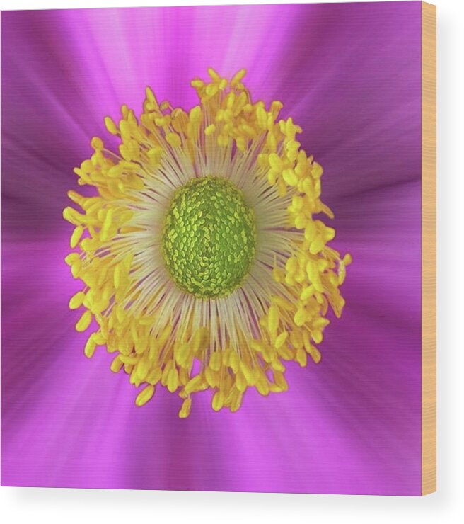 Beautiful Wood Print featuring the photograph Anemone Hupehensis 'hadspen by John Edwards