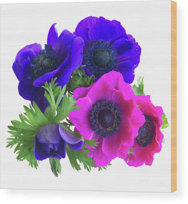 Anemone Wood Print featuring the photograph Anemones Posy by Anastasy Yarmolovich