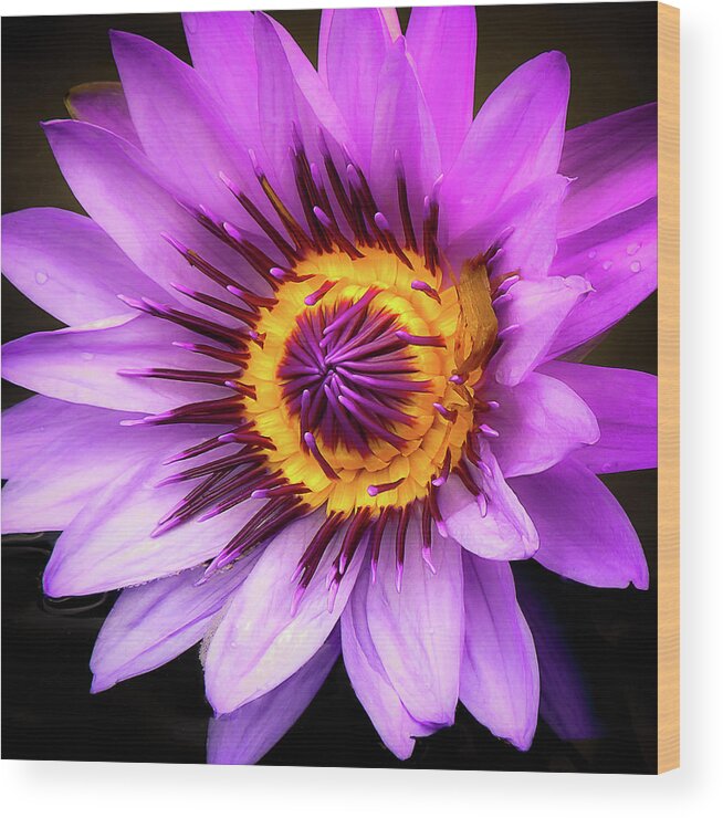Water Lily Wood Print featuring the photograph Aquatic Bloom in Lavender and Yellow by Julie Palencia