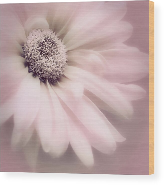 Flower Wood Print featuring the photograph Arabesque in Ballet Pink by Darlene Kwiatkowski