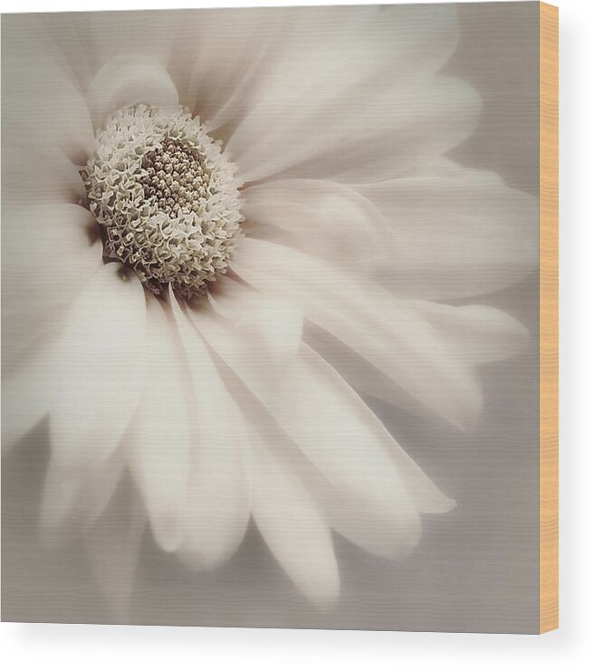 Flower Wood Print featuring the photograph Arabesque in Champagne by Darlene Kwiatkowski