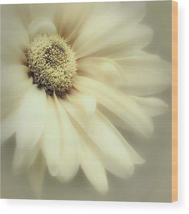 Flower Wood Print featuring the photograph Arabesque in Soft Moss by Darlene Kwiatkowski