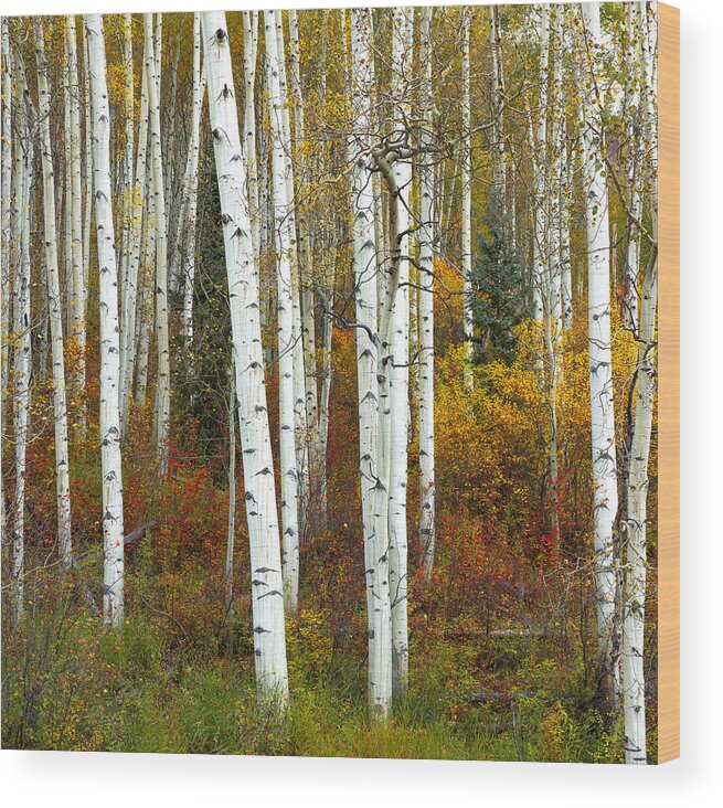 Aspens Wood Print featuring the photograph Autumn Forest Beauty by Tim Reaves