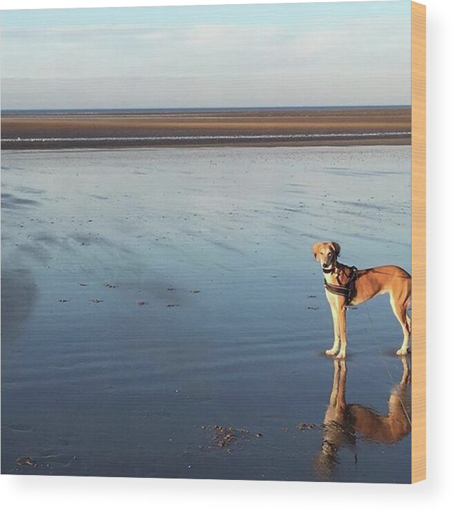 Dogsofinstagram Wood Print featuring the photograph Ava's Last Walk On Brancaster Beach by John Edwards